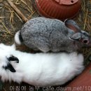 하늘토끼 이미지