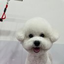 이뻐질개 | 강아지를 위한 맞춤형 1:1 케어, 이뻐질개!