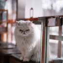 수 동물병원 이미지
