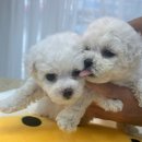 멍멍왕자 야옹공주 이미지