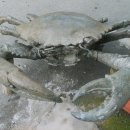 수정농장 이미지