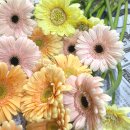 ㈜복지상사(형제) | 결혼축하화환문구, 잘 못 쓰면 큰일 나요!(상황별 추천/후기)