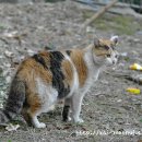 딩동댕동 이미지