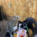 봉곡조개마당 이미지