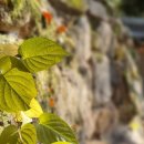 캘리그라피&천아트 이미지