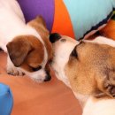 애견매니저 이미지