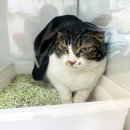 내방동물병원 이미지