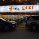 꿀먹은 돼지