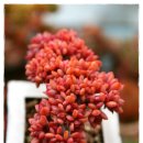 카페미니벨 이미지