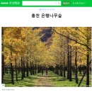 숲스토리 본점 | 초록초록해도 좋은 10월 홍천 은행나무숲 개화 후기 및 오랜만에 다녀온 홍천 소고기 맛집 뚜레