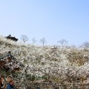 매화,산수유를 찾아 떠난 남도 봄꽃 여행 이미지