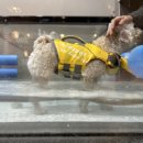 골드퍼피 애견유치원 이미지