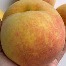 반디농원 이미지