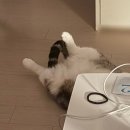 나쵸비 네일 | 12월