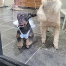 멍냥펫살롱 이미지