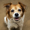 행복한 강아지 이미지