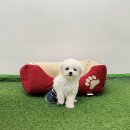 하이바이분양소 강아지고양이 대전점 | [대전 강아지 고양이 보호소/분양소] 인형 같은 비숑 아가