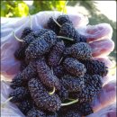 아란 농장 | 집에서 잼 만들어 먹기 좋았던 고창오디 솔직 후기