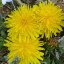 선향농장 이미지