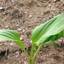 보리농장 이미지