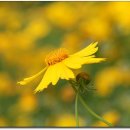 장미길코스 이미지