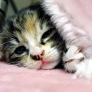 멍멍이와 야옹이 이미지