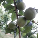 하동농장 이미지