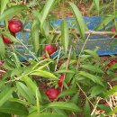 은혜농장 이미지