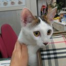 다사랑동물병원 이미지