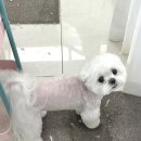싸다구펫 네이버블로그