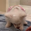 멍프리스쿨 이미지