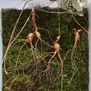 산삼수산 이미지