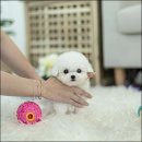 쿵쾅쿵쾅