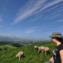 양떼목장 이미지