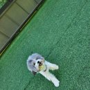 Elim Dog (엘림독) | 춘천애견유치원 화천애견유치원 양구애견유치원 강원애견훈련 강원애견유치원 < 엘림독 >