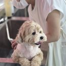 집에서도 간단히 반려견 미용 이미지