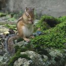 매봉산장 이미지