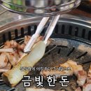 금빛한돈 이미지