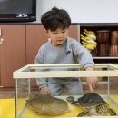 동물수업-자라와거북이🐢🐢🐢 이미지