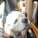 해피 펫 택시 이미지