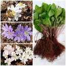 모싯대/큰앵초/독활/토종백작약/감자난초/산목련/야생...