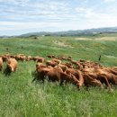 국립축산과학원 한우연구소 이미지