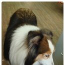 두루동물병원 이미지