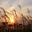 하늘공원 이미지