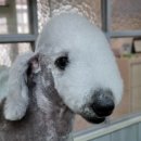 달이네 애견미용실 이미지