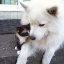 야옹이와 멍멍이 이미지