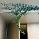 정화농장 | 피오니가든팜 유칼립투스향 진한 블랙잭 절화ㅣ겨울 실내공기정화 생화택배 플랜테리어 후기