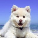 신한동물병원 이미지