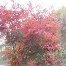 단풍나무 농장 이미지