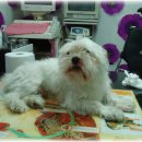 금쪽같은 내새끼 동물병원 이미지